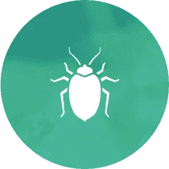 Bed Bugs