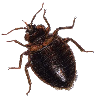 Close-up image of a bed bug