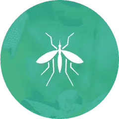 Insects and Termite Inspections